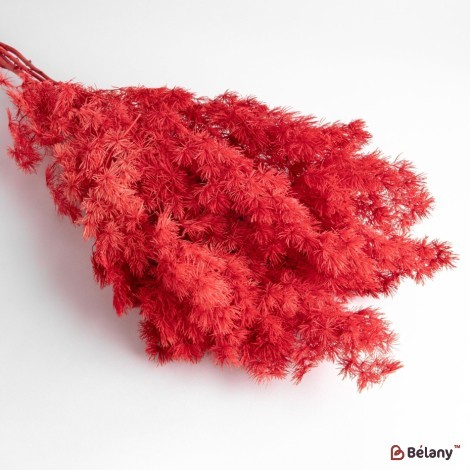 Dried asparagus flowers, red, 65 grams