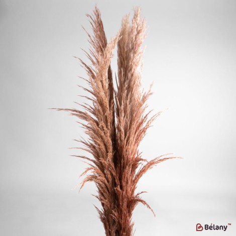 Flori uscate iarba pampas, #05, 200 grame