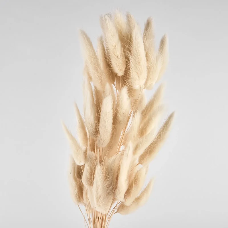 Flori uscate de lagurus, bej, 40 grame