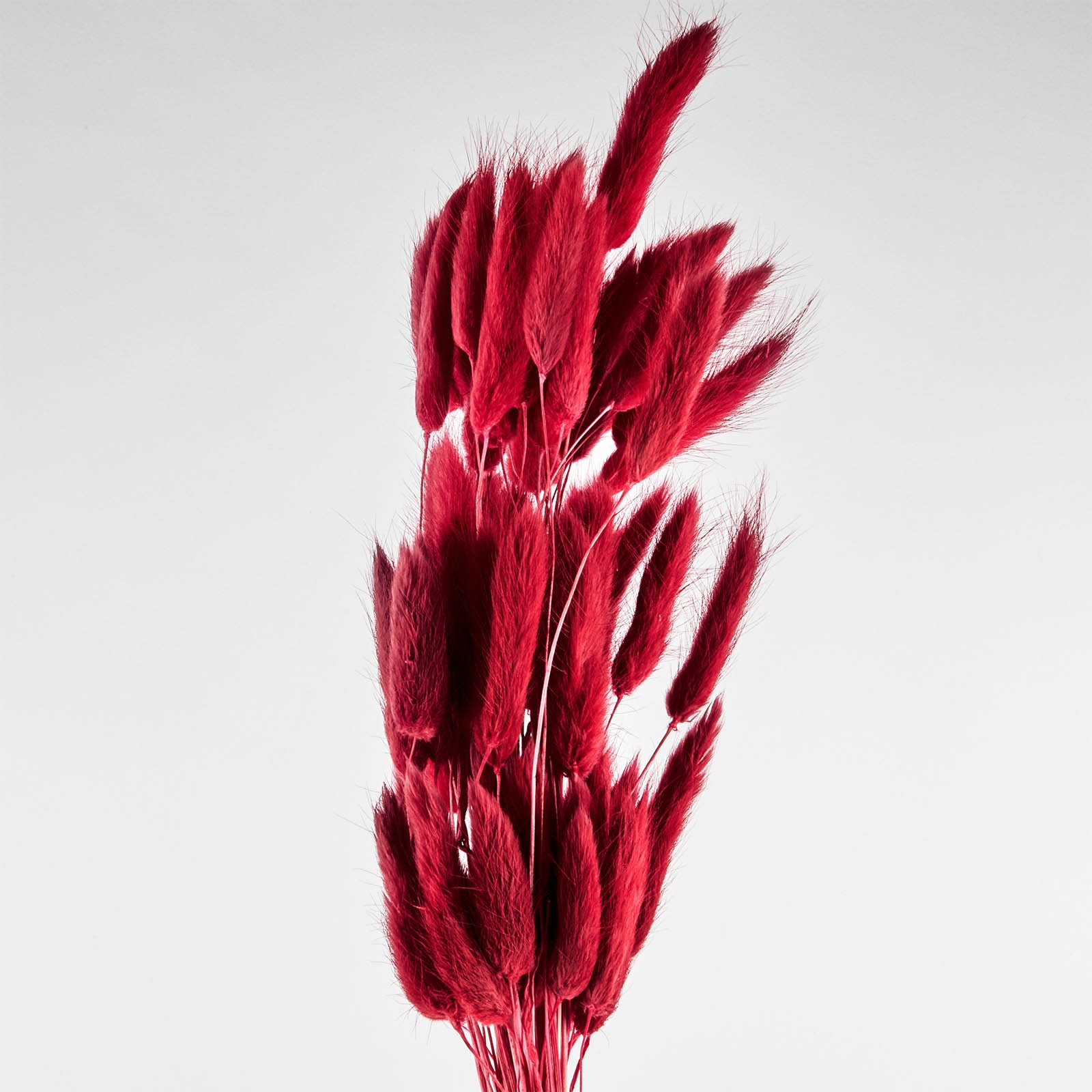 Flori uscate de lagurus, rosu, 40 grame