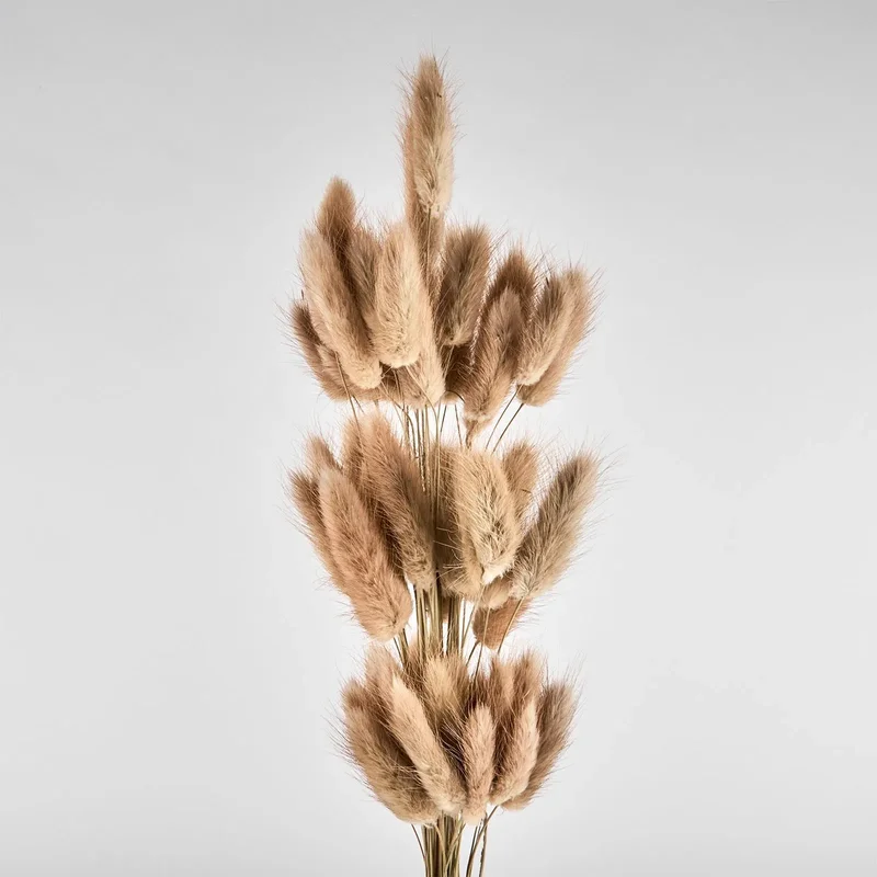 Flori uscate de lagurus, bej închis, 40 grame