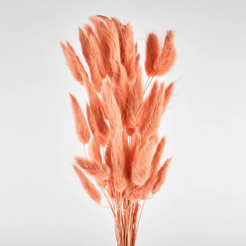 Flori uscate de lagurus, morcovului, 40 grame