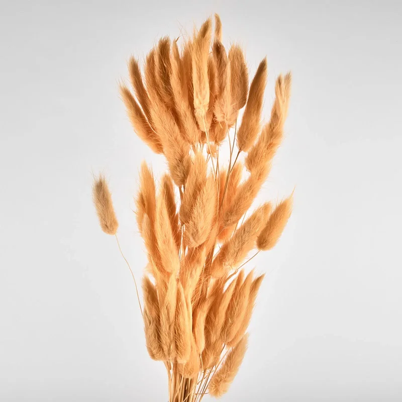 Flori uscate de lagurus, orange, 40 grame