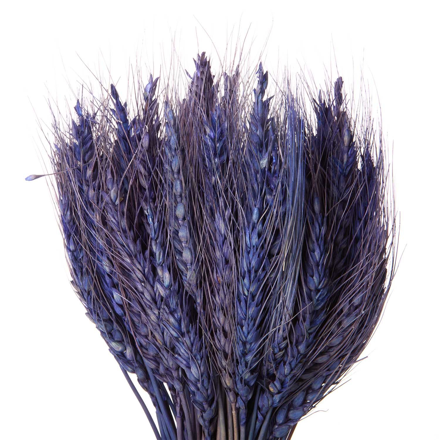 Flori uscate, spice albastru de grâu 120 grame