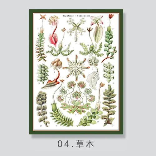 Hârtie de ambalaj cadou "Bloomy", 85g, #04