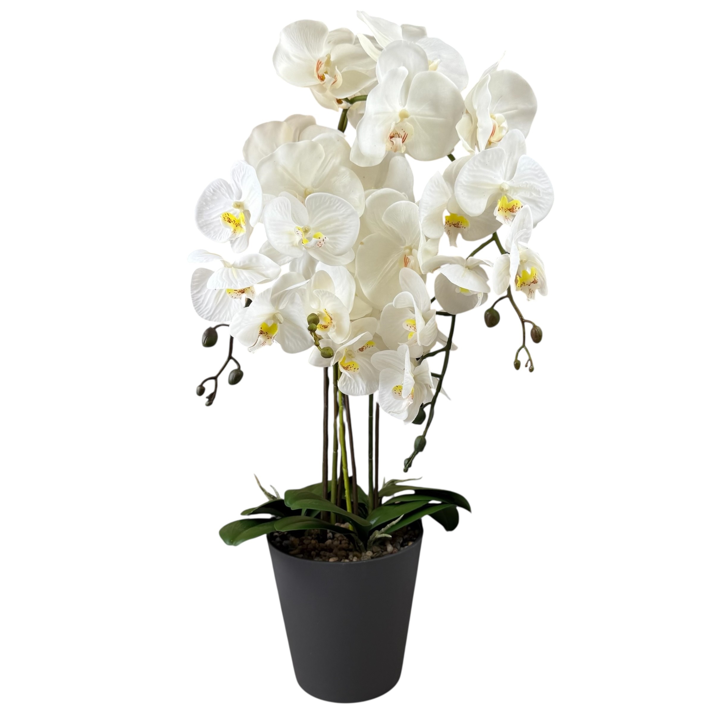 White artificial orchid in black pot, 78 cm