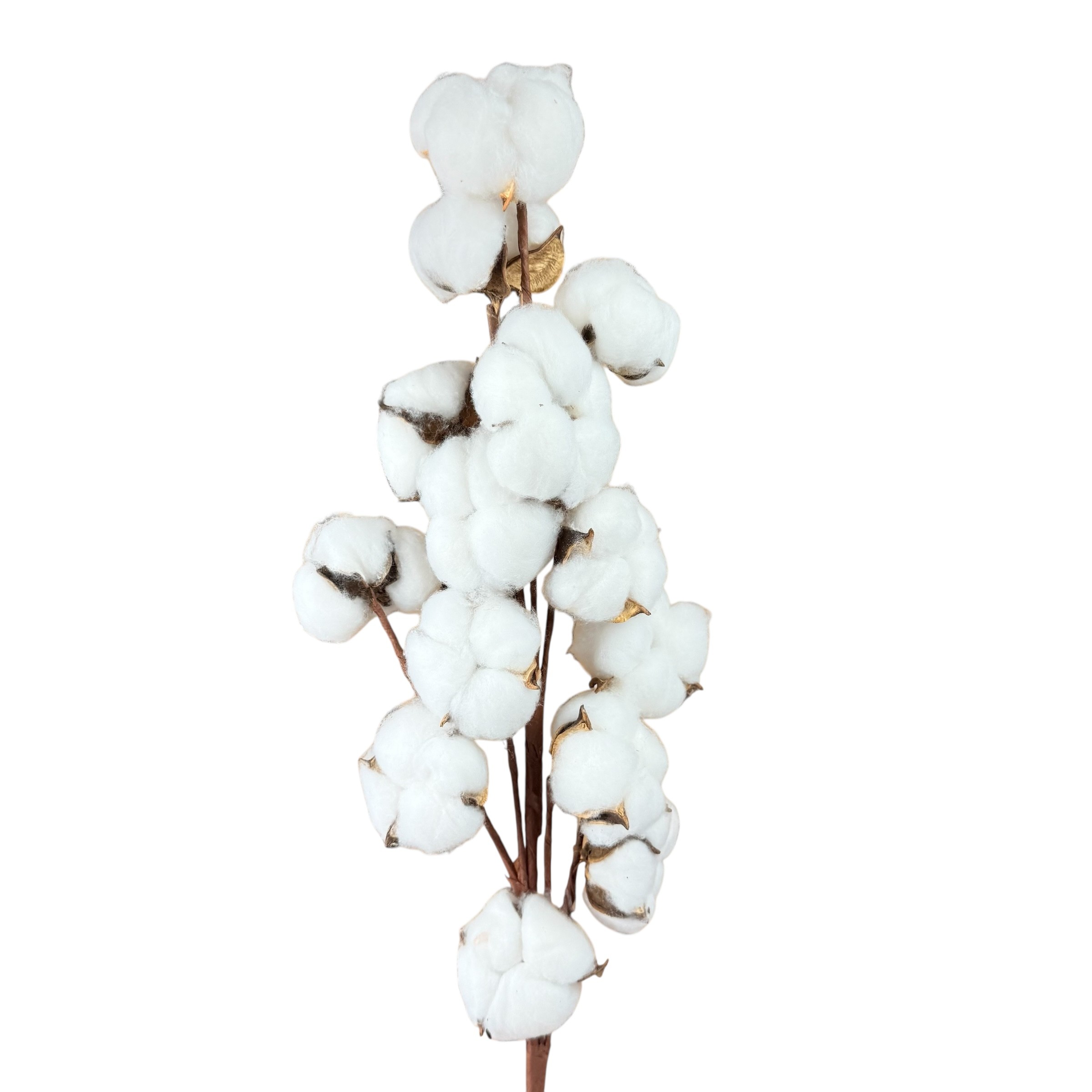 Artificial cotton branch, 14 capsules, 65 cm