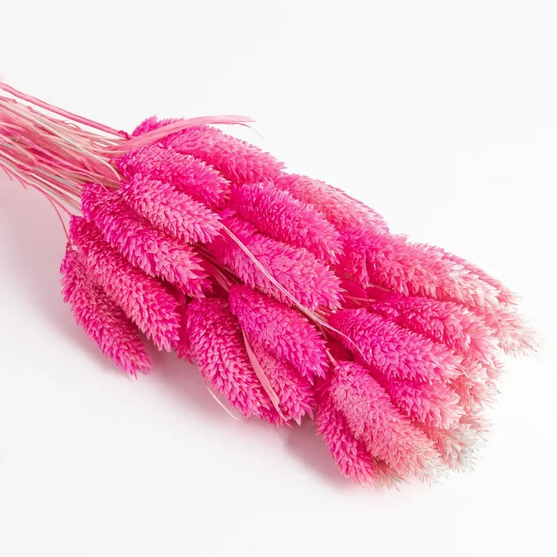 Flori uscate de falaris, zmeură, 65 grame