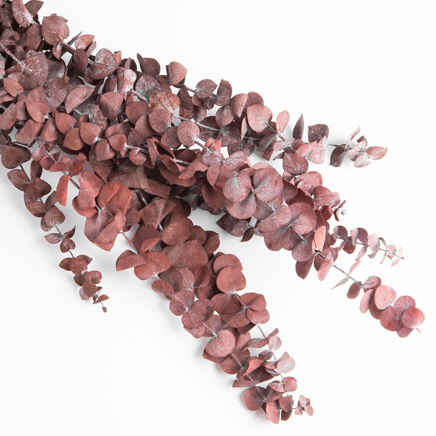 Dried flower, red eucalyptus 115 grams