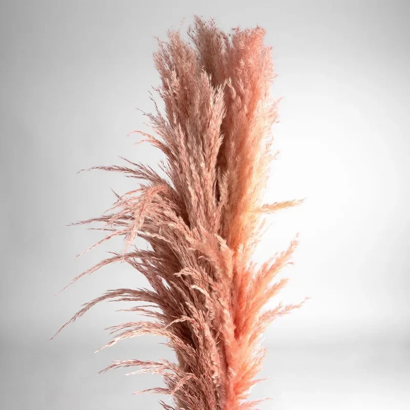 Flori uscate iarba pampas, #02, 200 grame