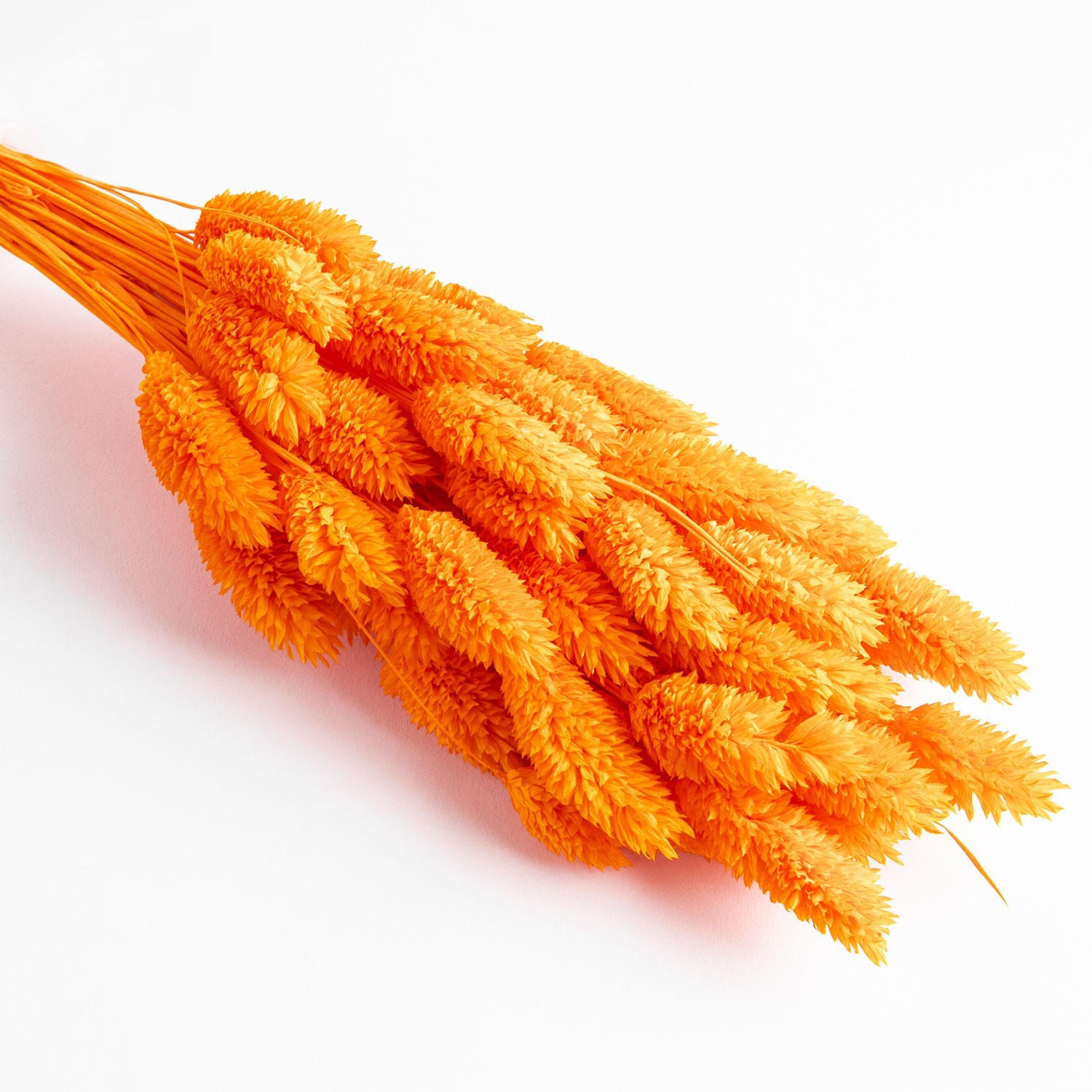 Flori uscate de falaris, pomarańczowy, 65 gramów