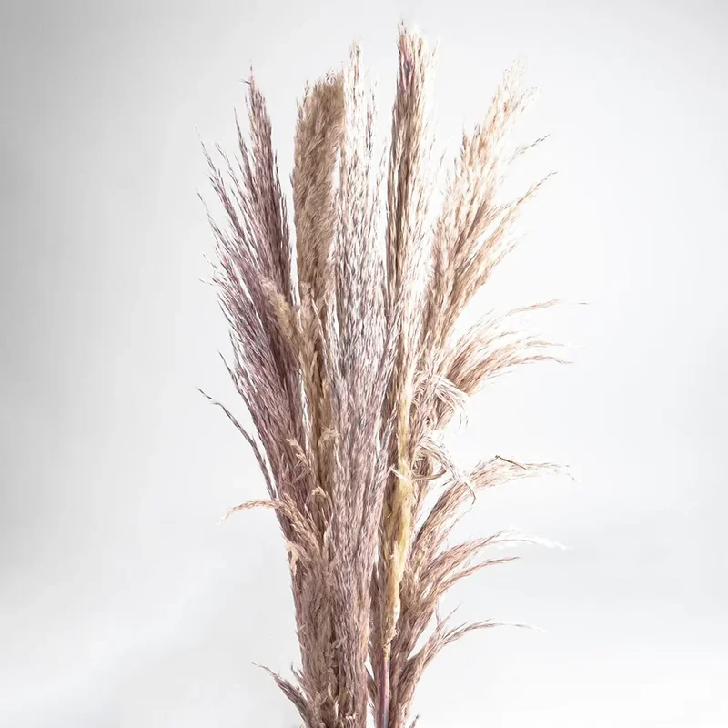 Flori uscate iarba pampas, #06 , 200 grame