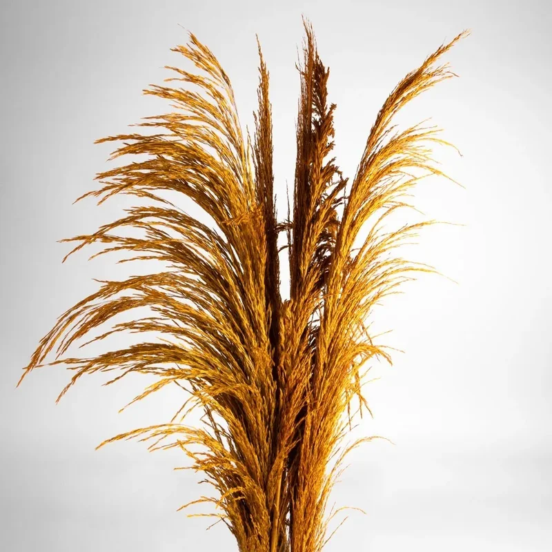 Flori uscate iarba pampas, #07 , 200 grame