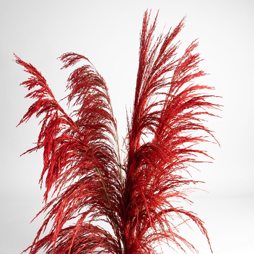 Dried flowers pampas grass, #09, 200 grams