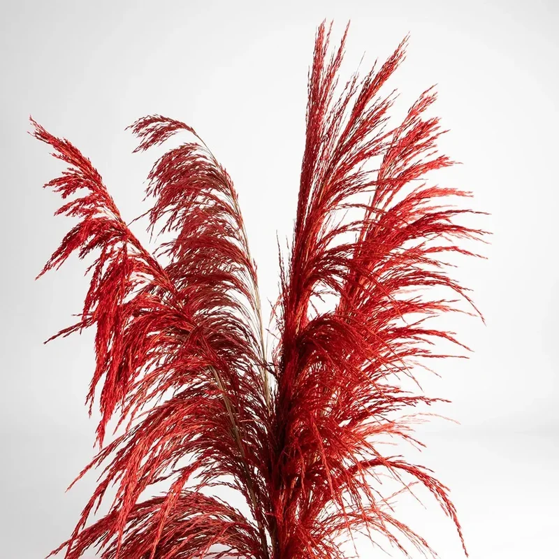 Flori uscate iarba pampas, #09, 200 grame