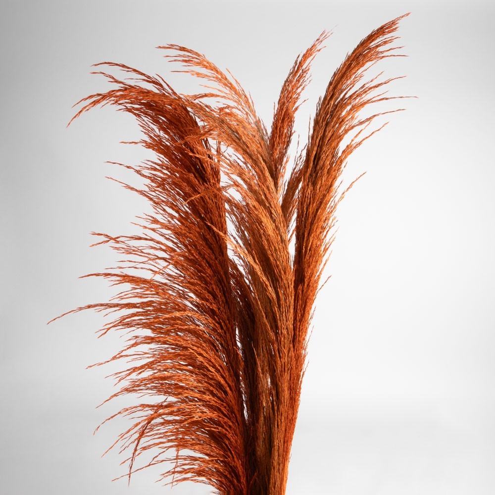 Dried flowers pampas grass, #10, 200 grams