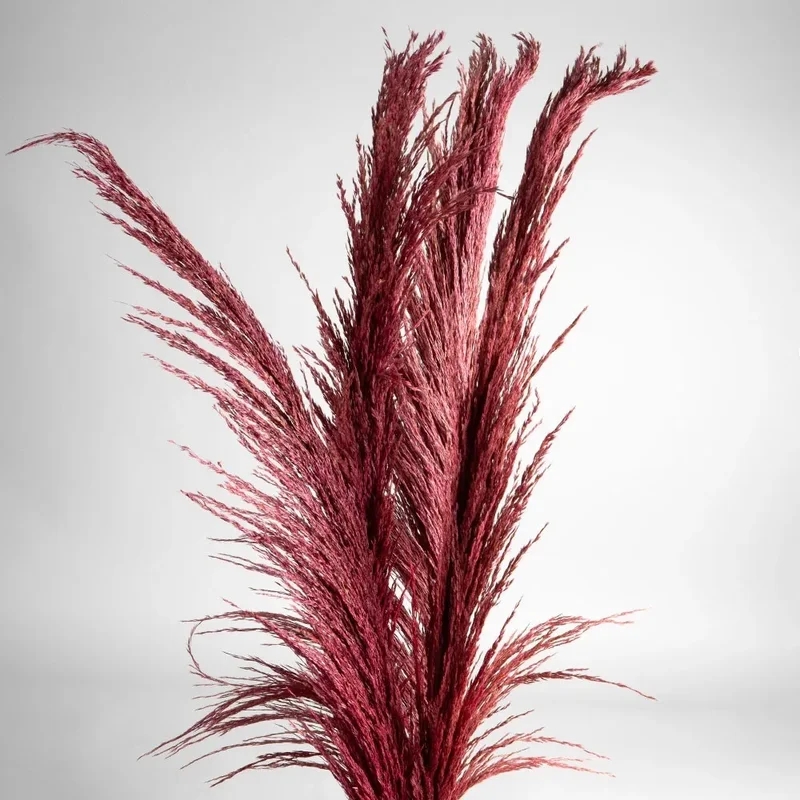 Flori uscate iarba pampas, #11, 200 grame