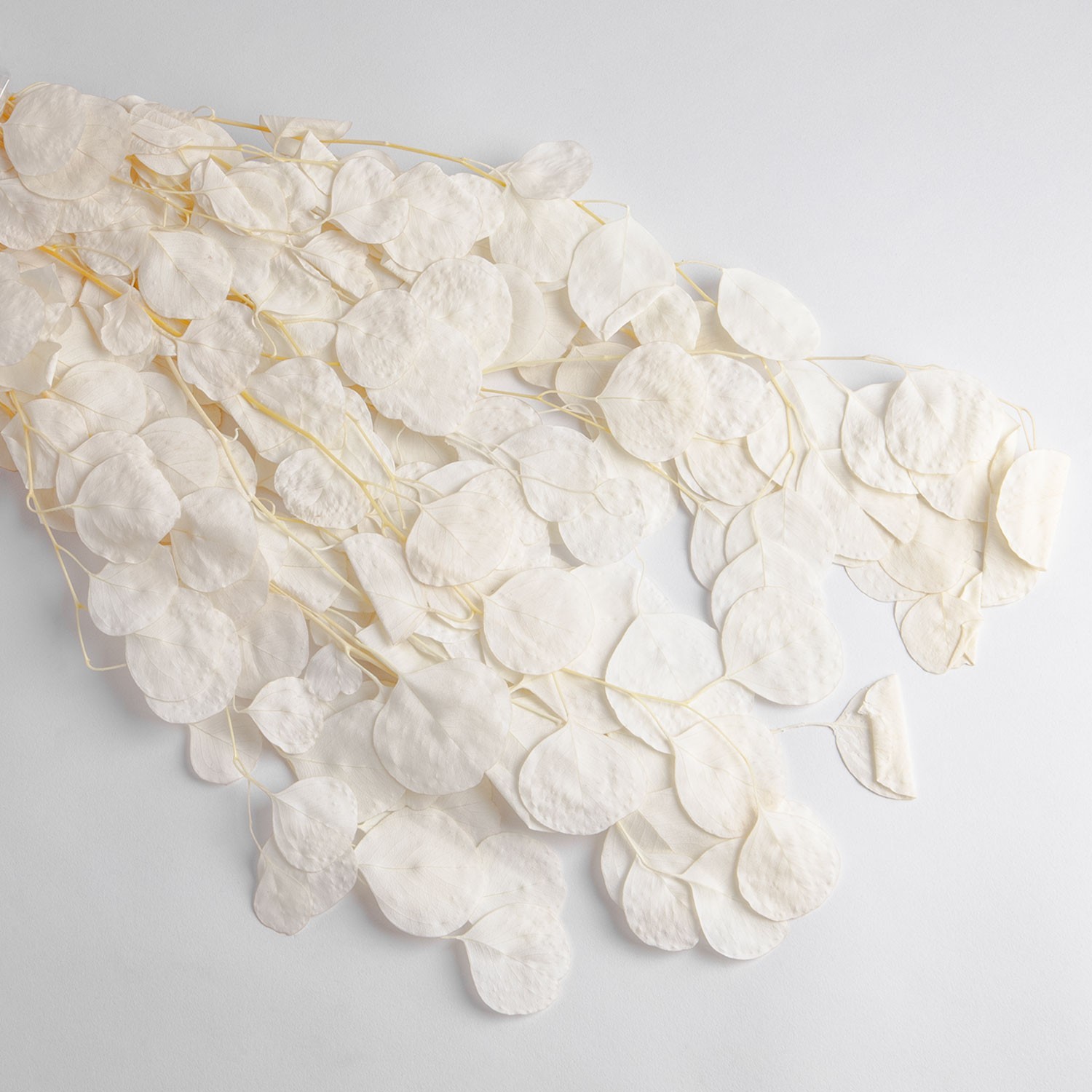 Flori uscate de lunaria, albe, 90 grame