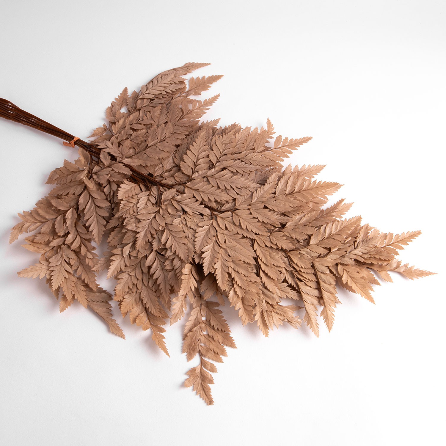 Flori uscate, bej, 65 grame