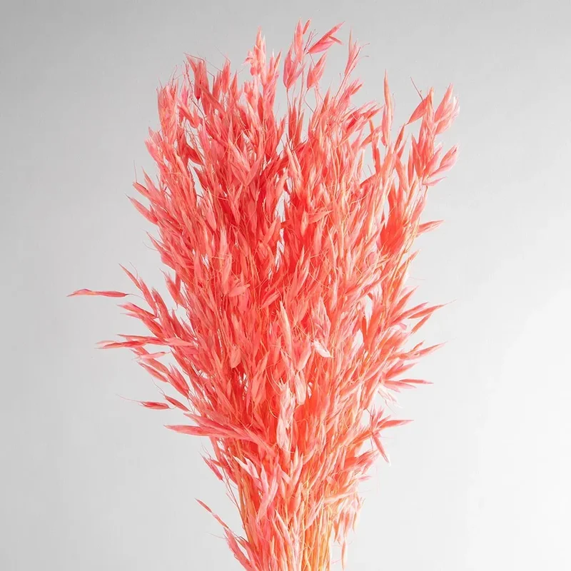 Flori de ovaz uscate, roz, 60 grame