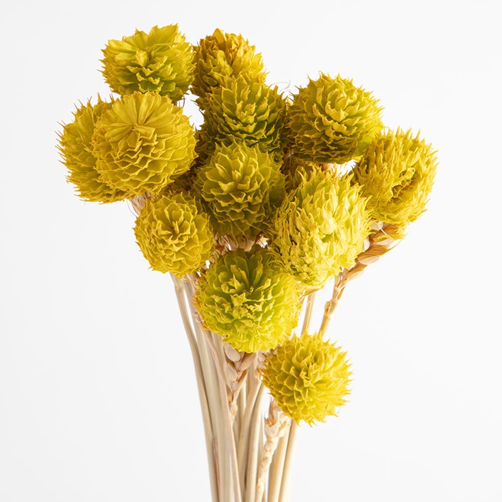 Dried gomphrena flowers, dark yellow, 25 grams