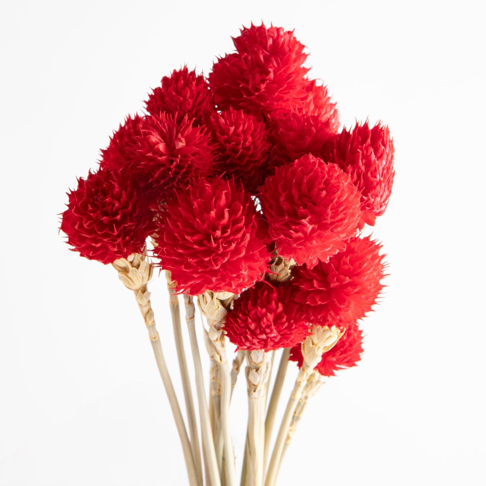 Flori uscate gomphrena, roșii, 25 grame