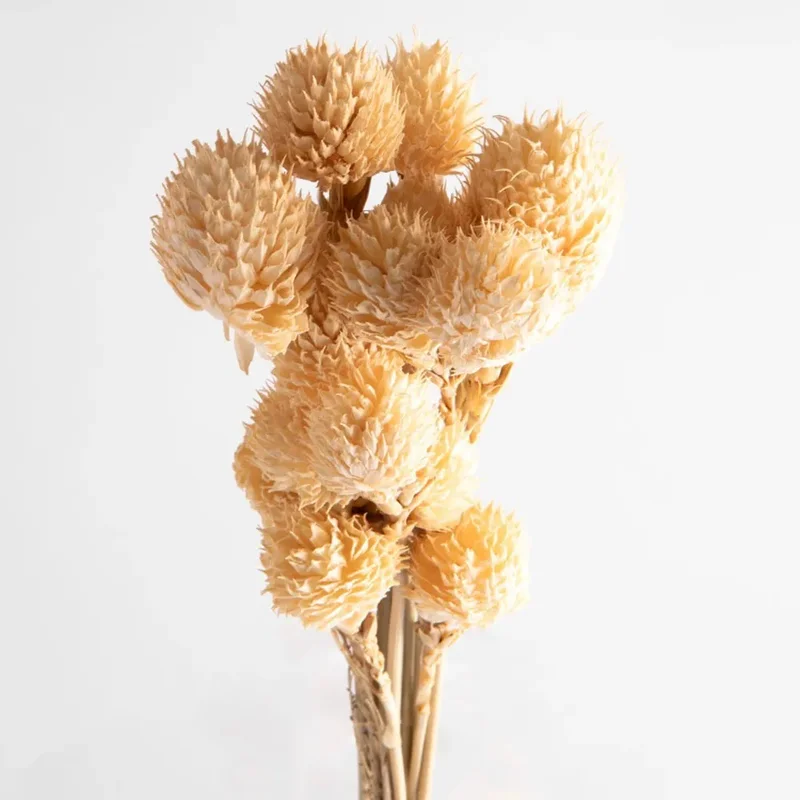 Flori uscate gomphrena, bej, 25 grame