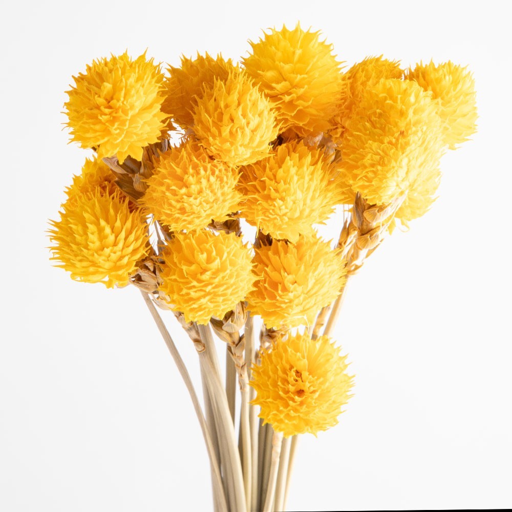 Flori uscate gomphrena, galbene, 25 grame