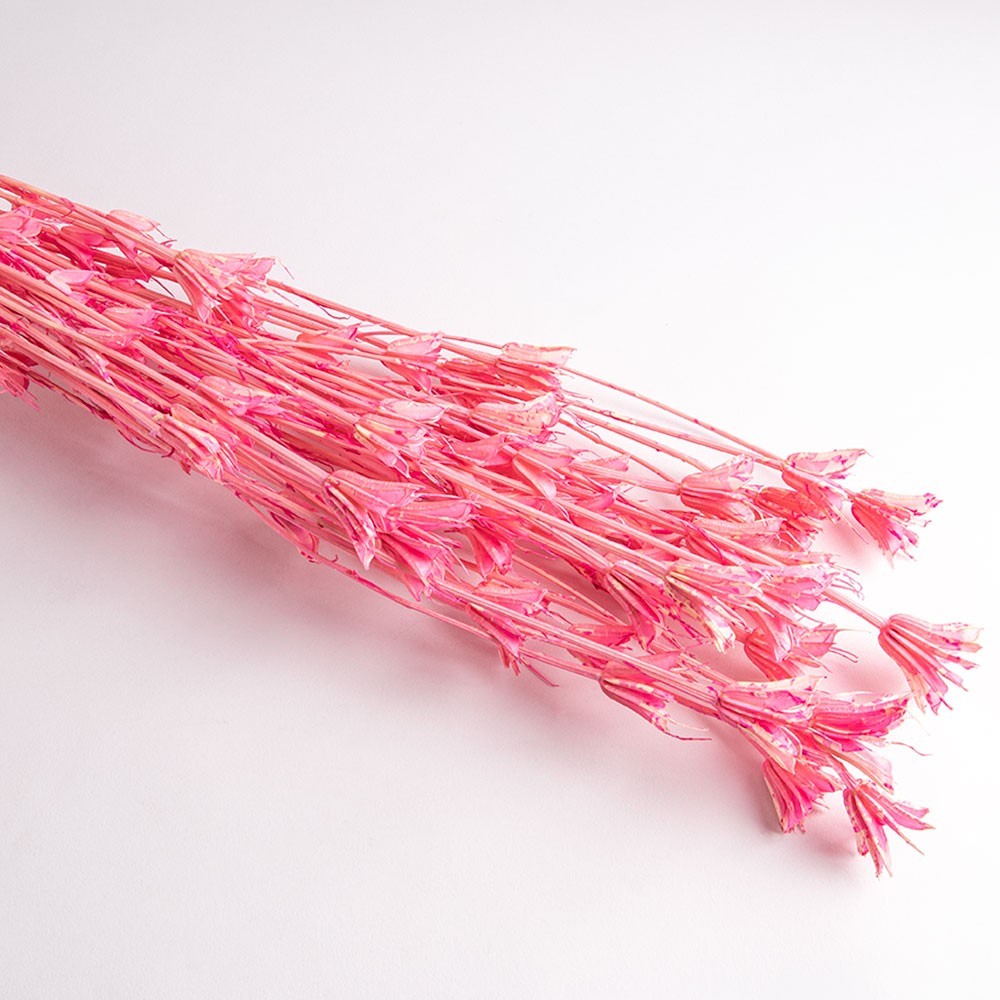 Flori uscate Nigella, roz, 65 grame