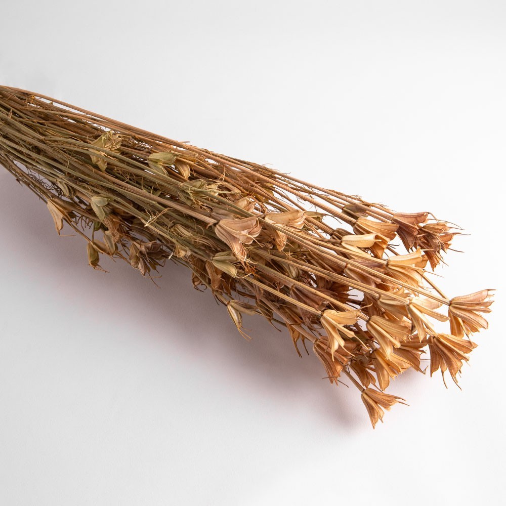 Flori uscate Nigella, bej, 65 grame