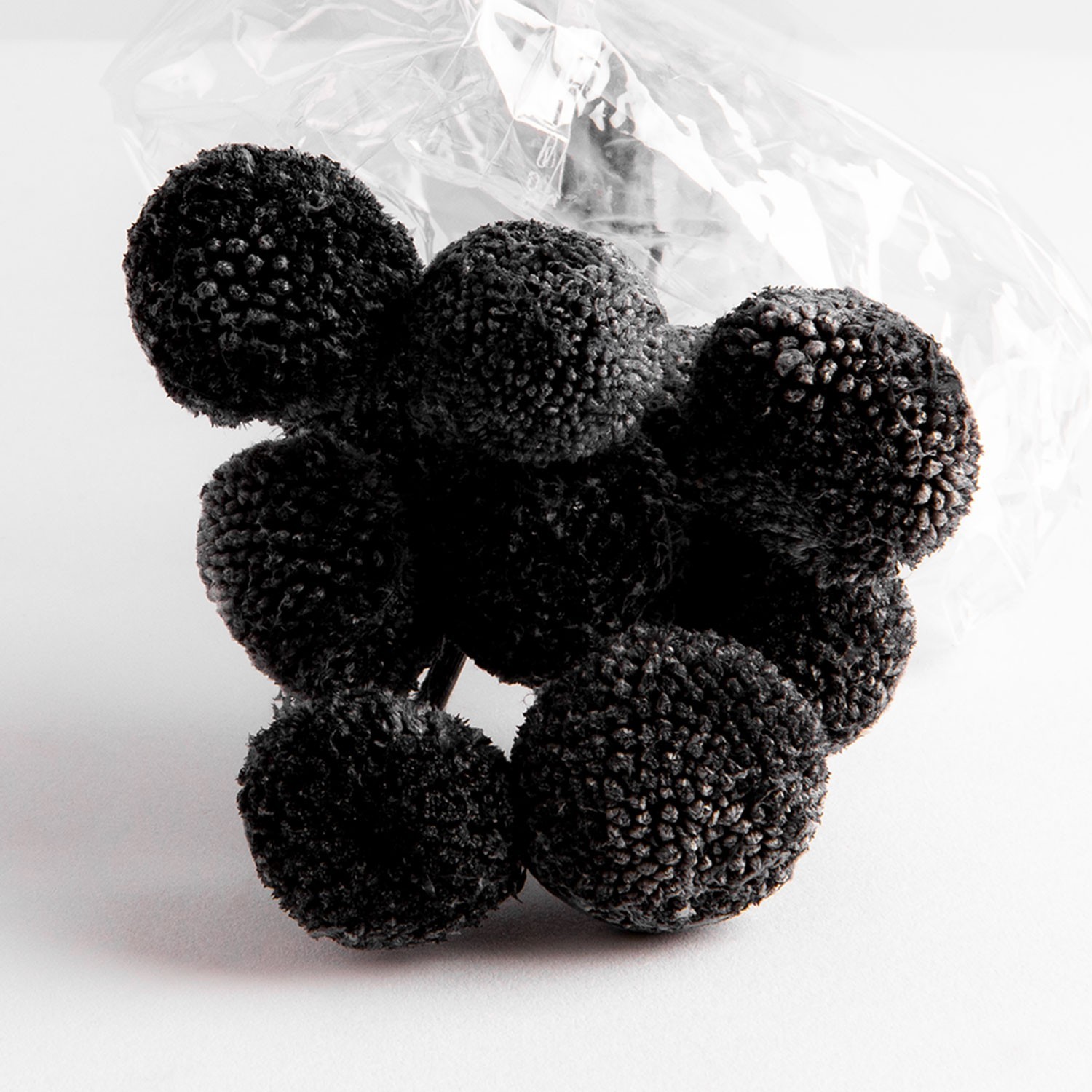 Flori uscate de Craspedia, negre, 10 capete, 65 grame