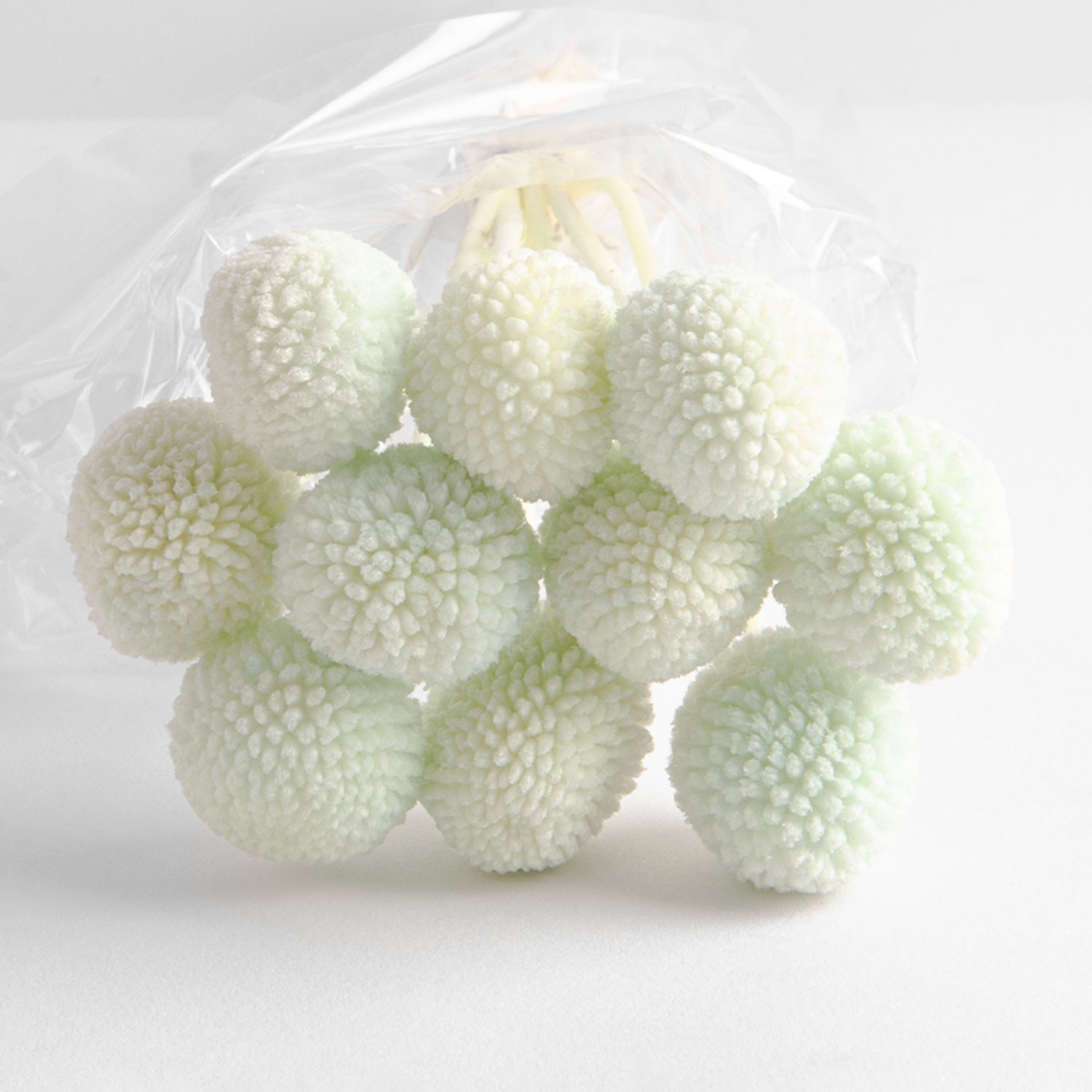 Flori uscate de Craspedia, verzi, 10 capete, 65 grame