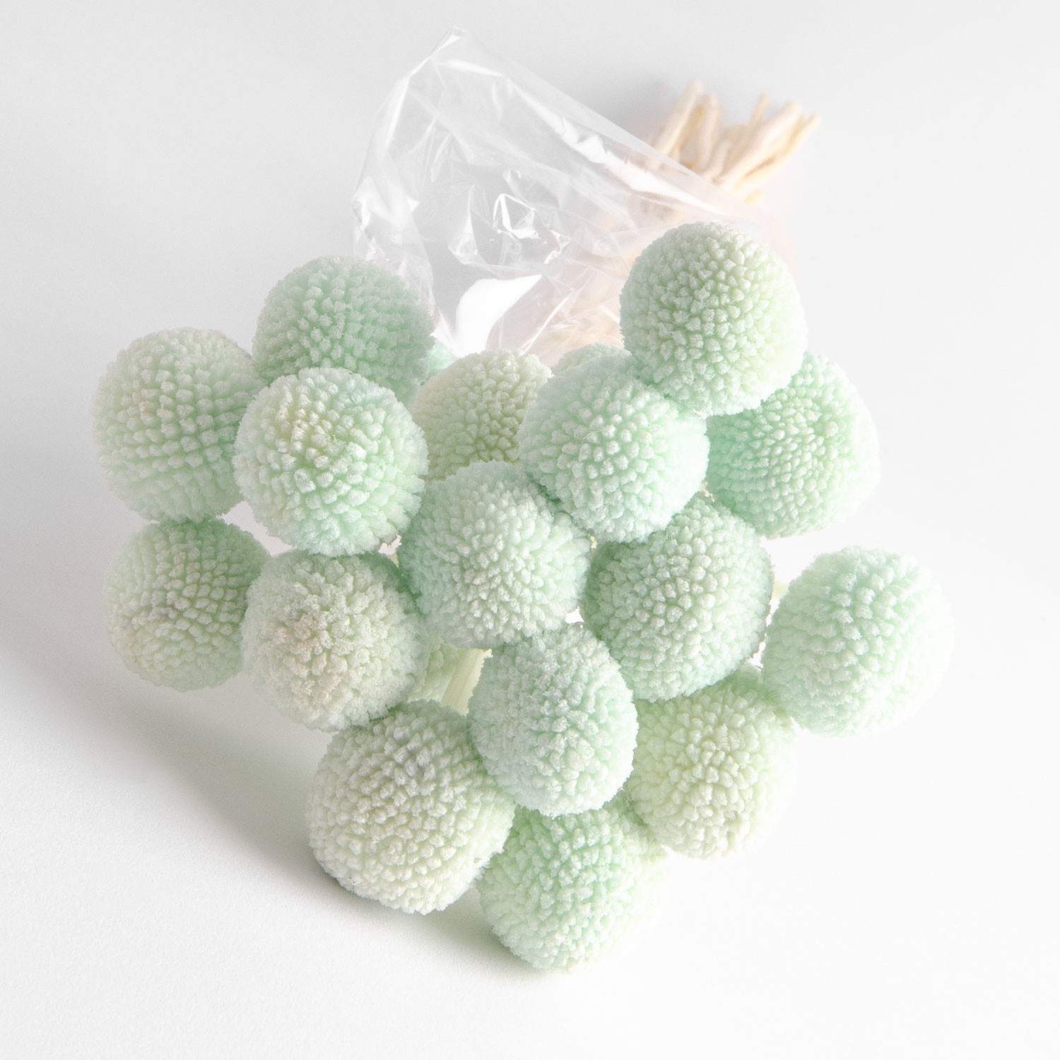 Flori uscate de Craspedia, verzi, 20 capete, 55 grame