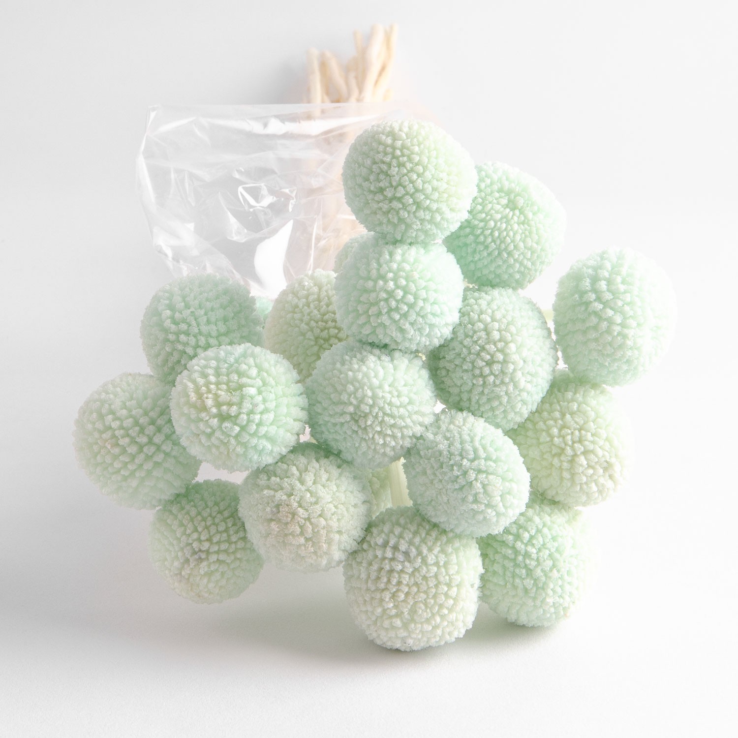 Flori uscate de Craspedia, verzi, 20 capete, 55 grame photo 2