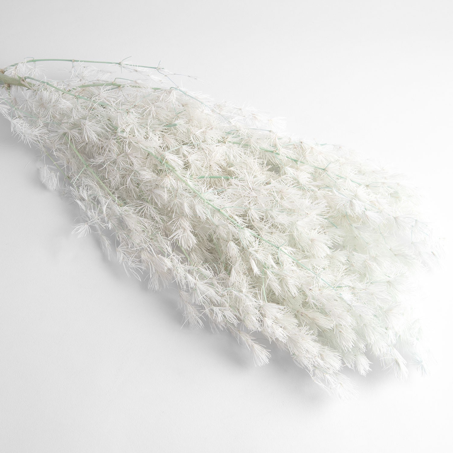 Flori uscate de sparanghel, albastru deschis, 65 grame