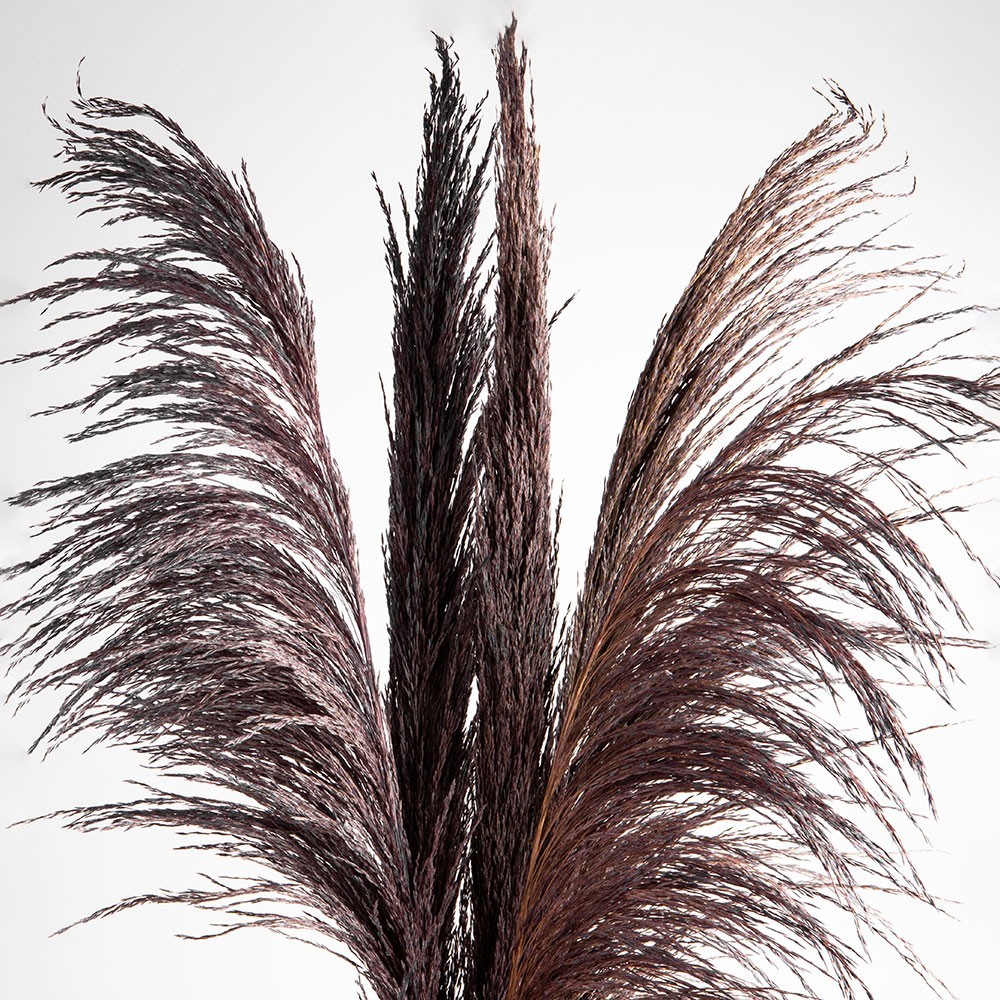 Dried flowers pampas grass, #01, 200 grams