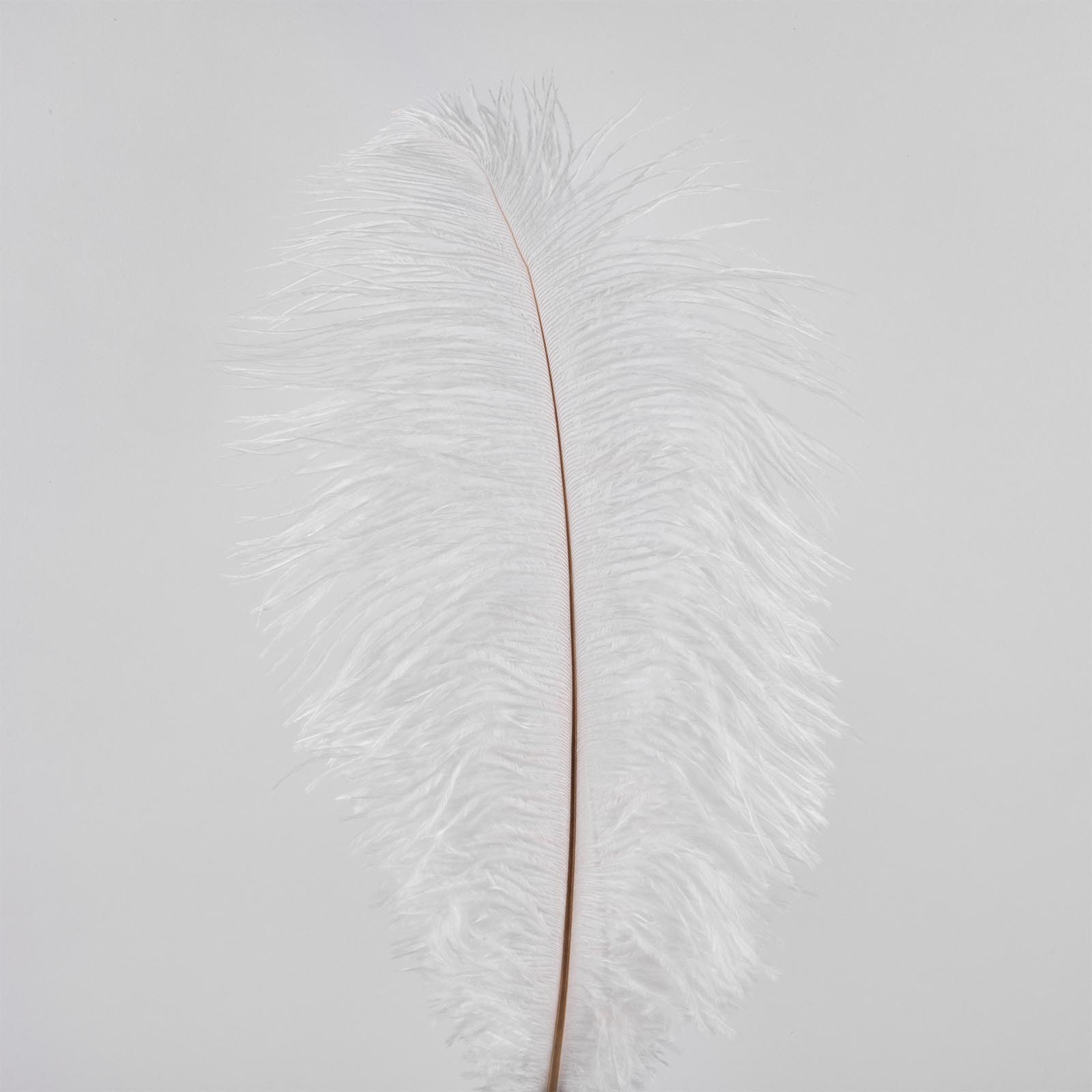 Ostrich feathers, 50 pieces, 20 cm, white