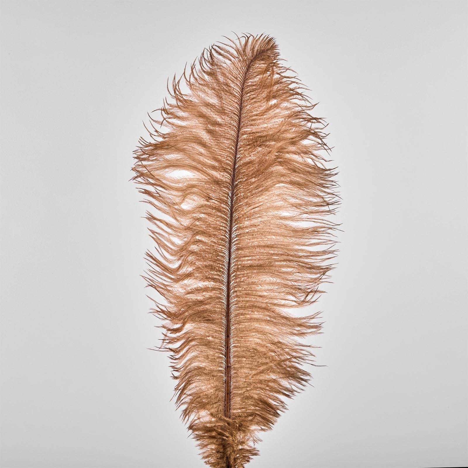 Ostrich feathers, 50 pieces, 20 cm, bronze