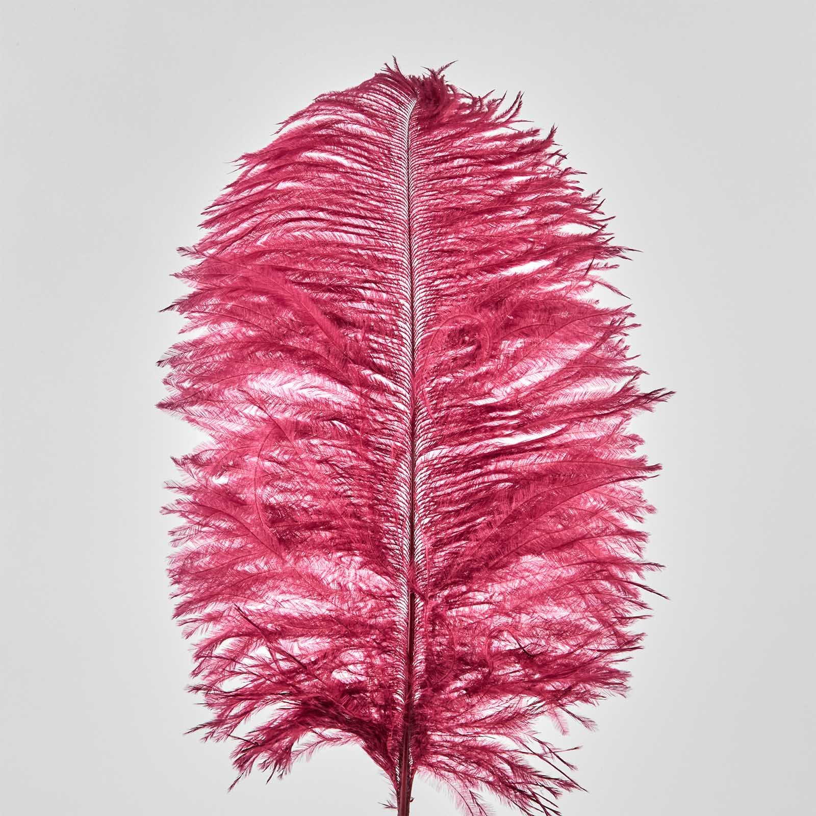 Pene de strut, 50 buc, 25 cm, rosu