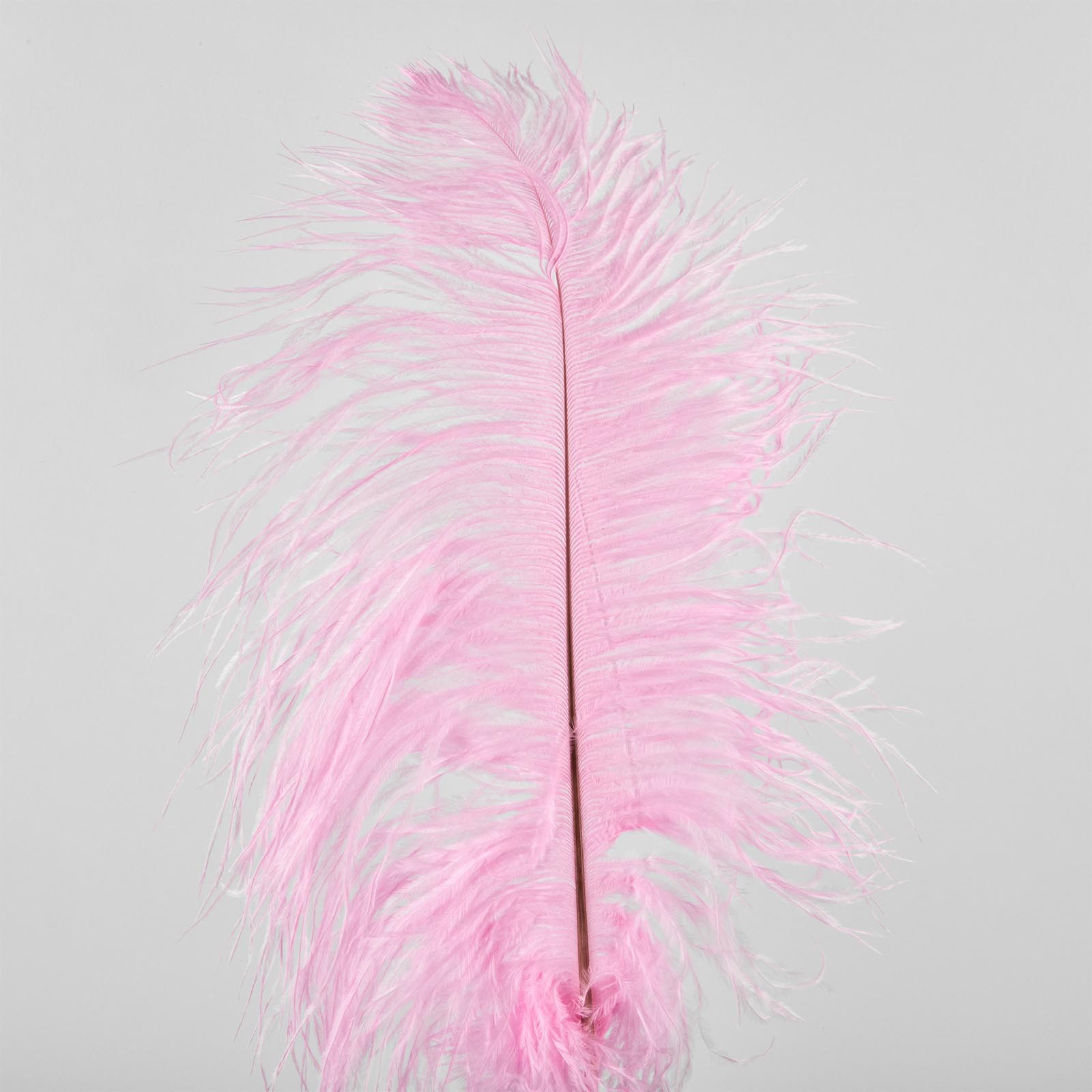 Ostrich feathers, 50 pieces, 25 cm, pink